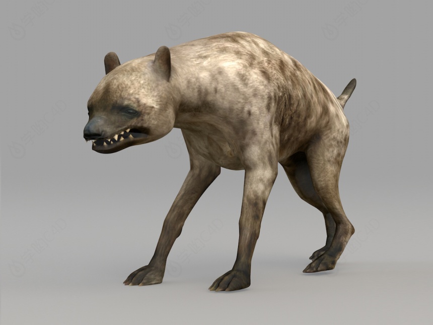 野生动物狼C4D模型