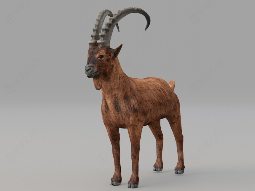 野生动物羚羊C4D模型