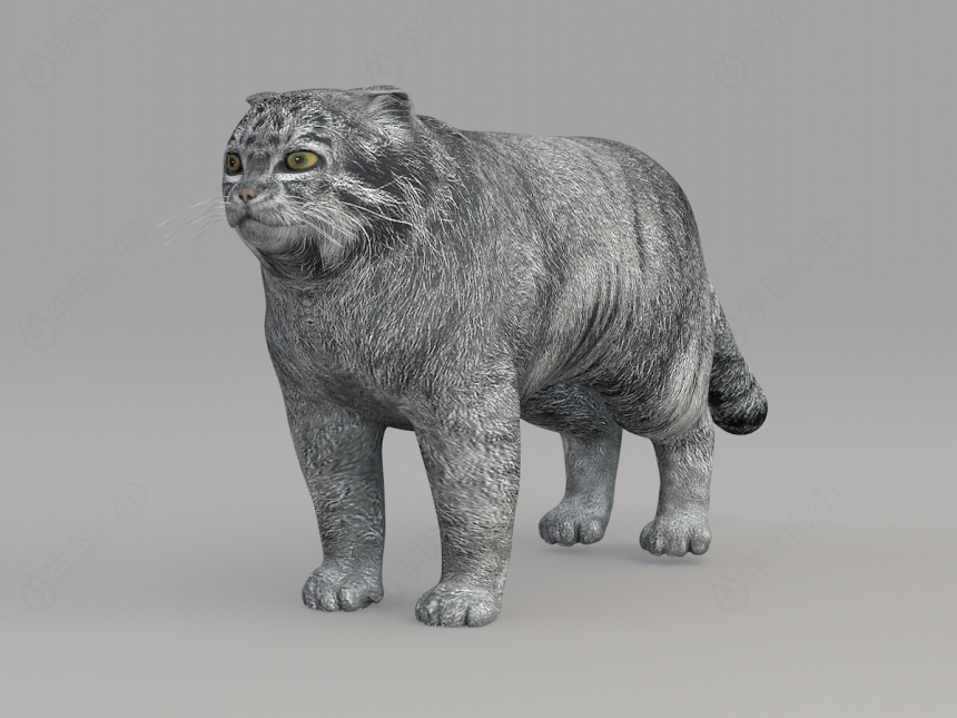 野生动物猫咪C4D模型