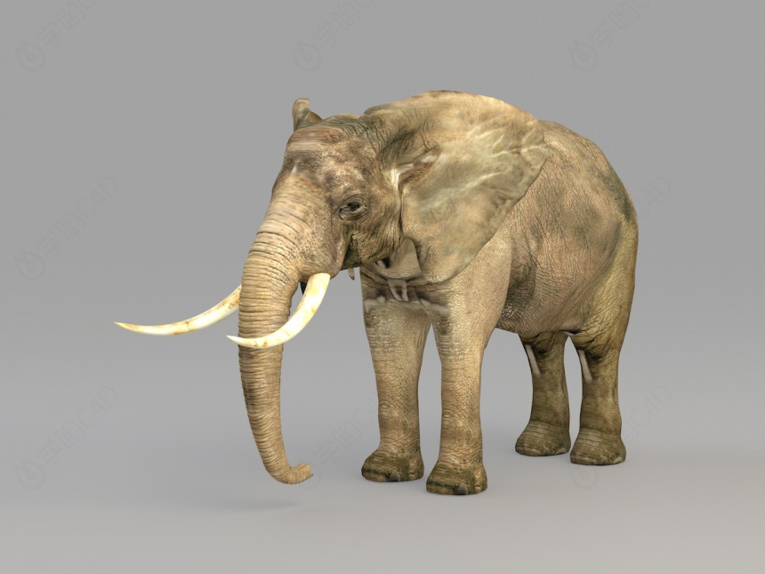 野生动物大象C4D模型