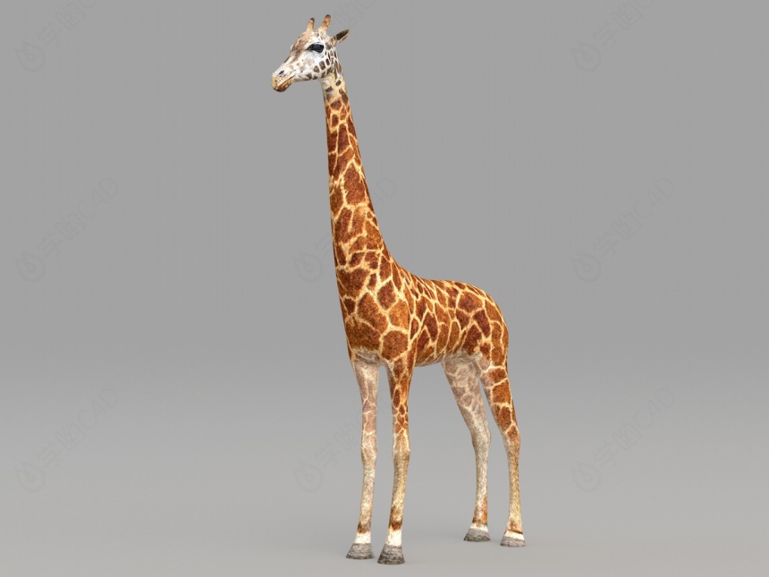 野生动物长颈鹿C4D模型