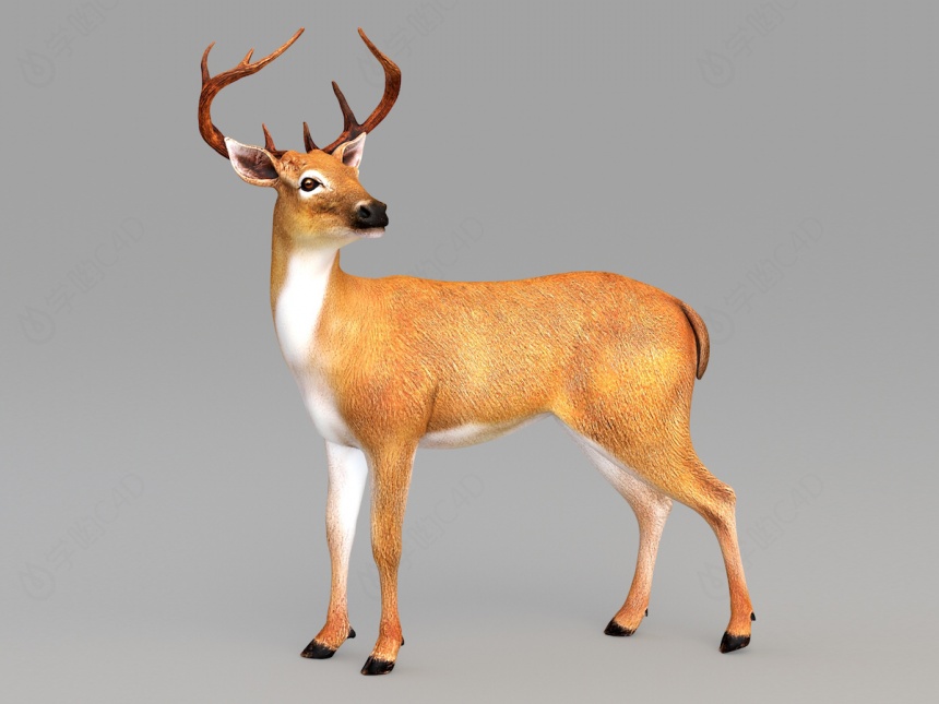 野生动物鹿C4D模型