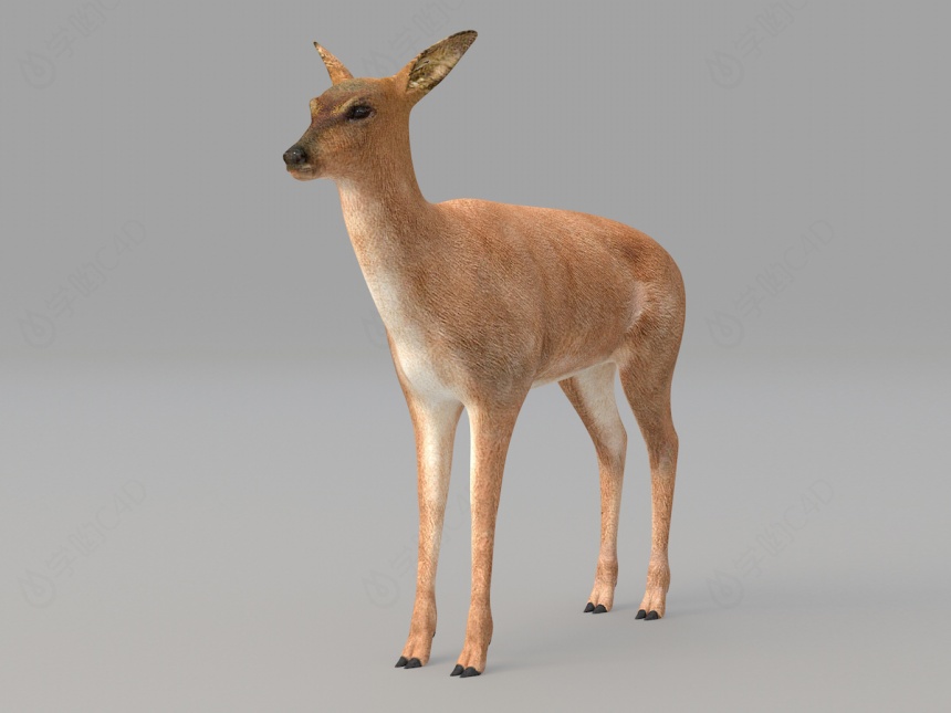 野生动物小鹿C4D模型