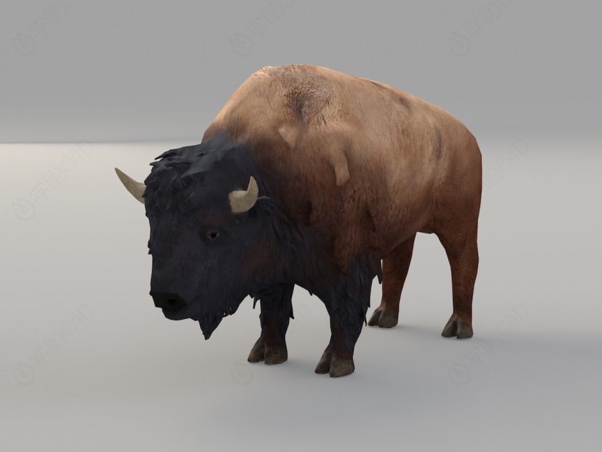 野生动物犀牛C4D模型