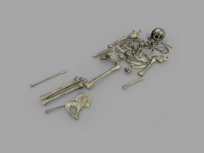 现代人体骨骼C4D模型