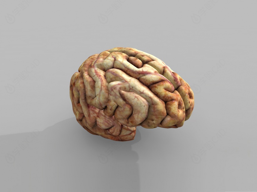 现代人体大脑C4D模型