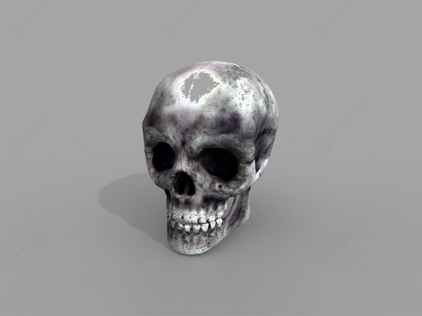现代人体头骨C4D模型