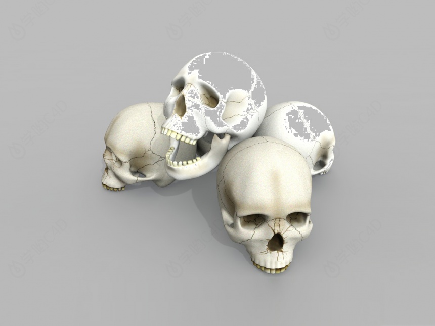 人体骷髅头头盖骨C4D模型