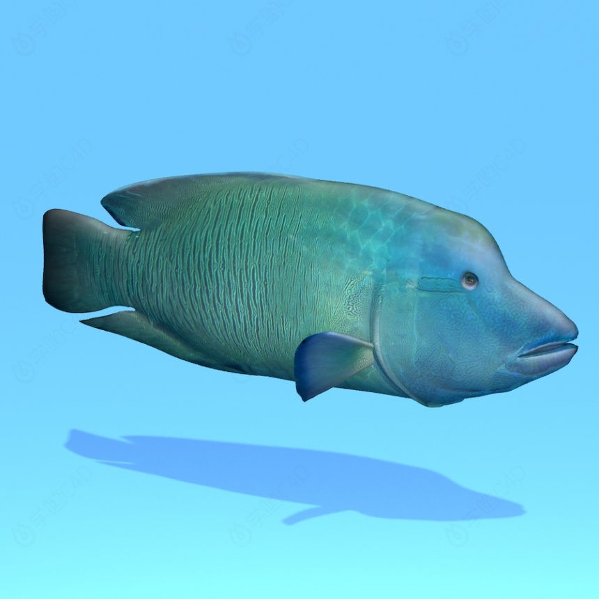 海洋波纹唇鱼C4D模型