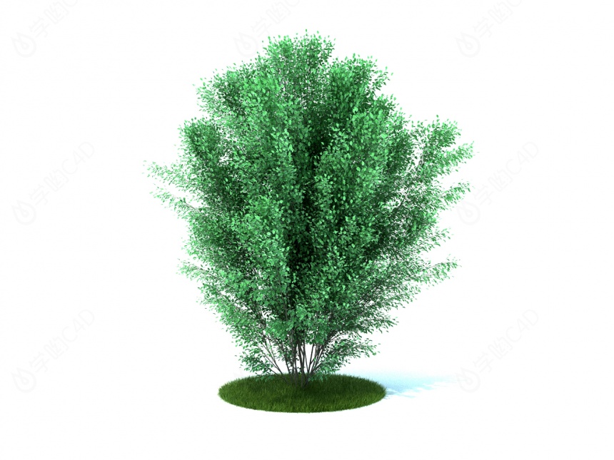 现代景观树C4D模型
