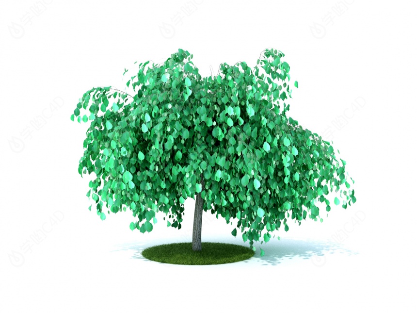 景观树C4D模型
