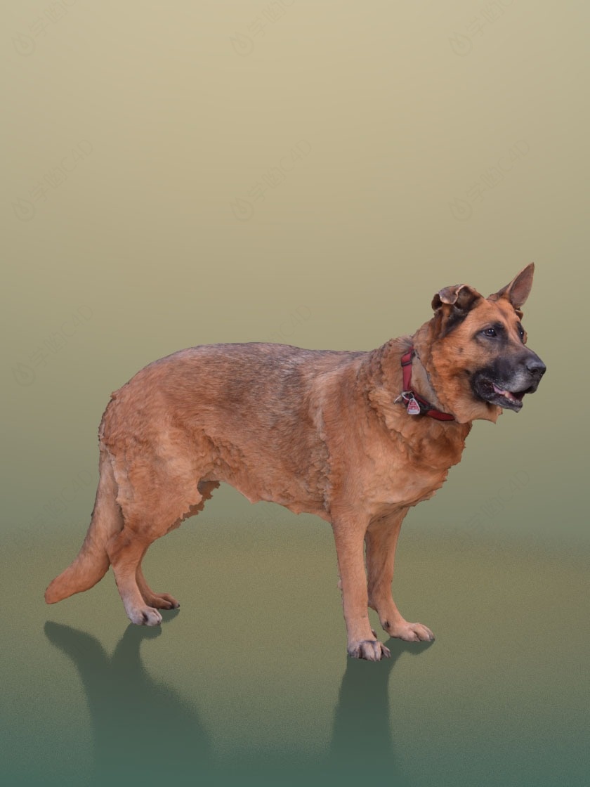 宠物狗C4D模型