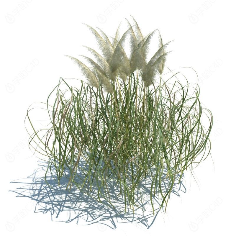现代植物路边野草C4D模型