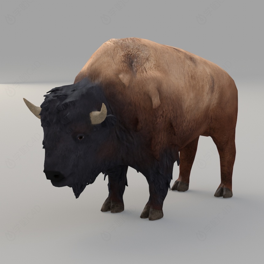 现代野生动物牦牛C4D模型