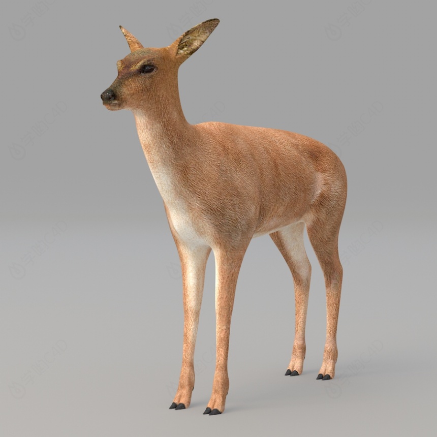 现代野生动物小鹿C4D模型
