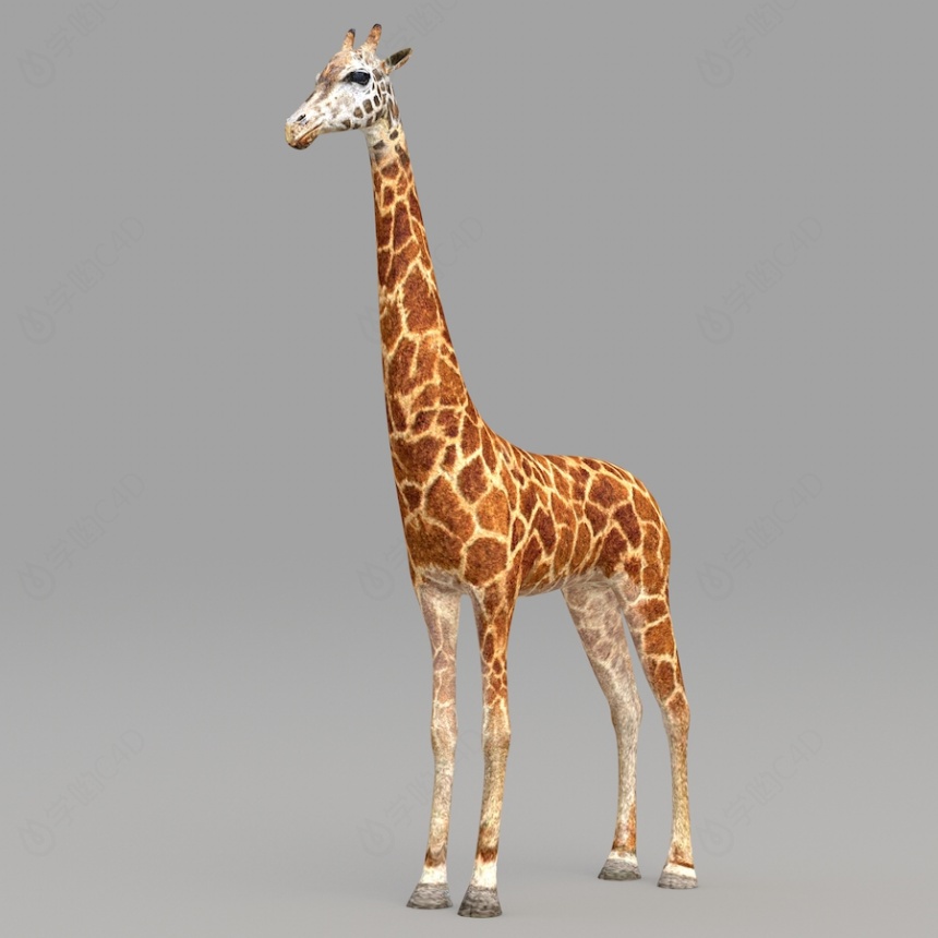 现代野生动物长颈鹿C4D模型
