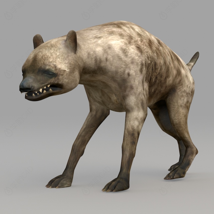 现代野生动物狼C4D模型