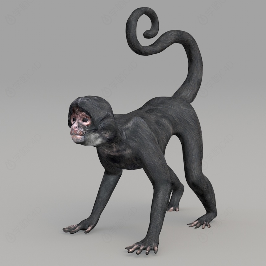 现代野生动物猴子C4D模型