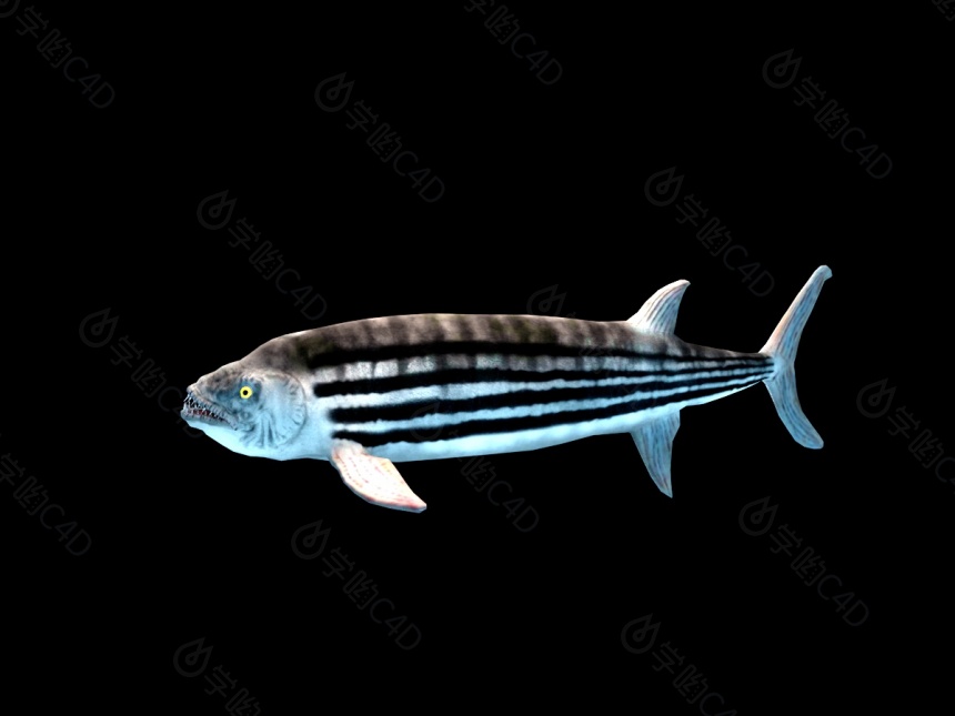 海洋动物鱼C4D模型