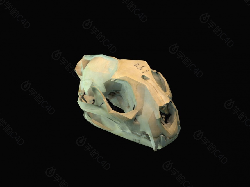 动物头骨C4D模型
