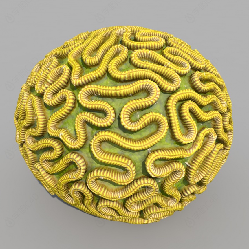 海洋生物彩色珊瑚C4D模型