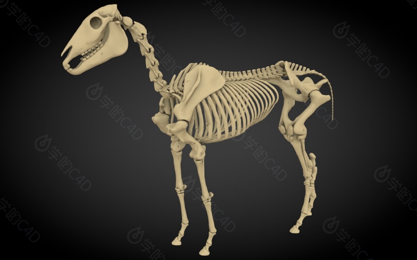 现代动物骨架C4D模型