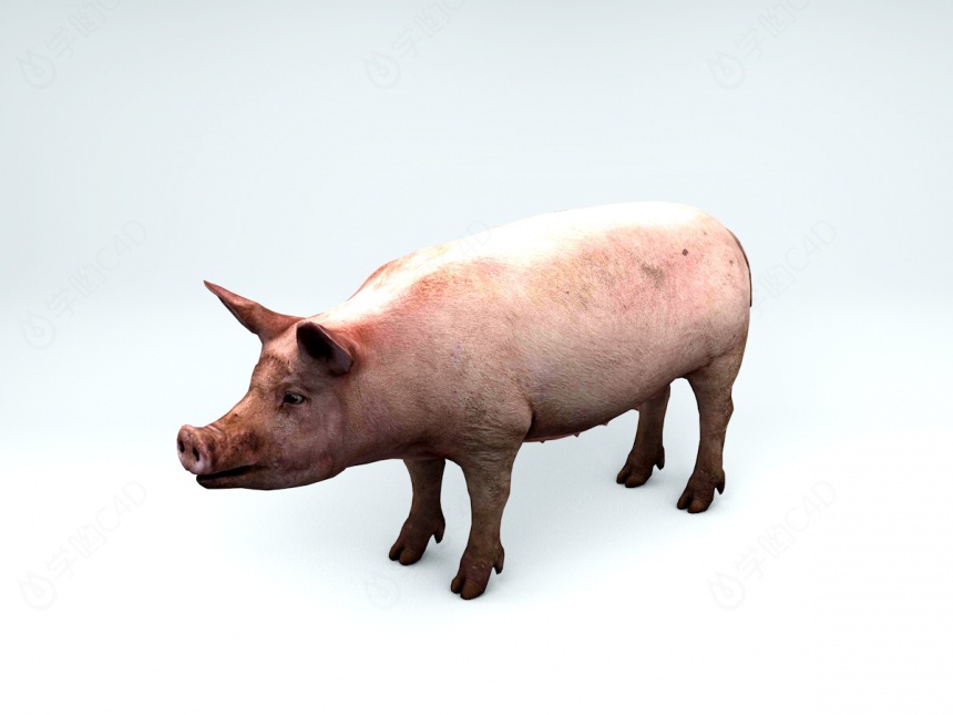 野生动物野猪C4D模型