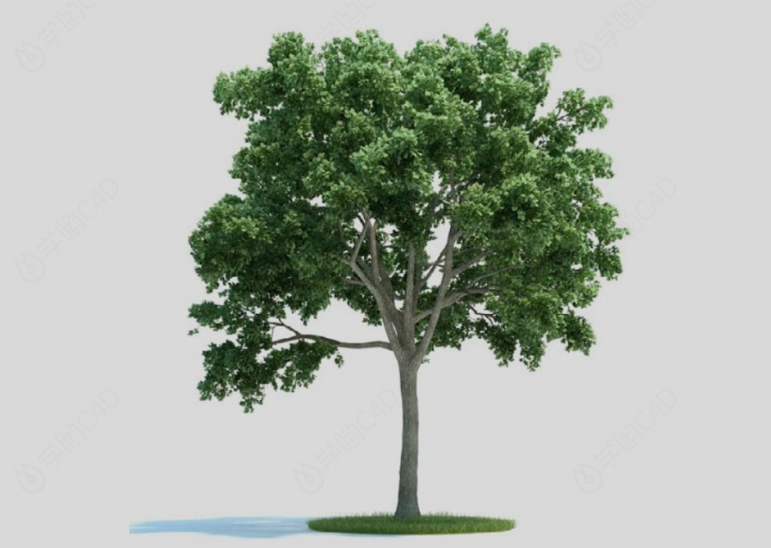 现代植物树木C4D模型