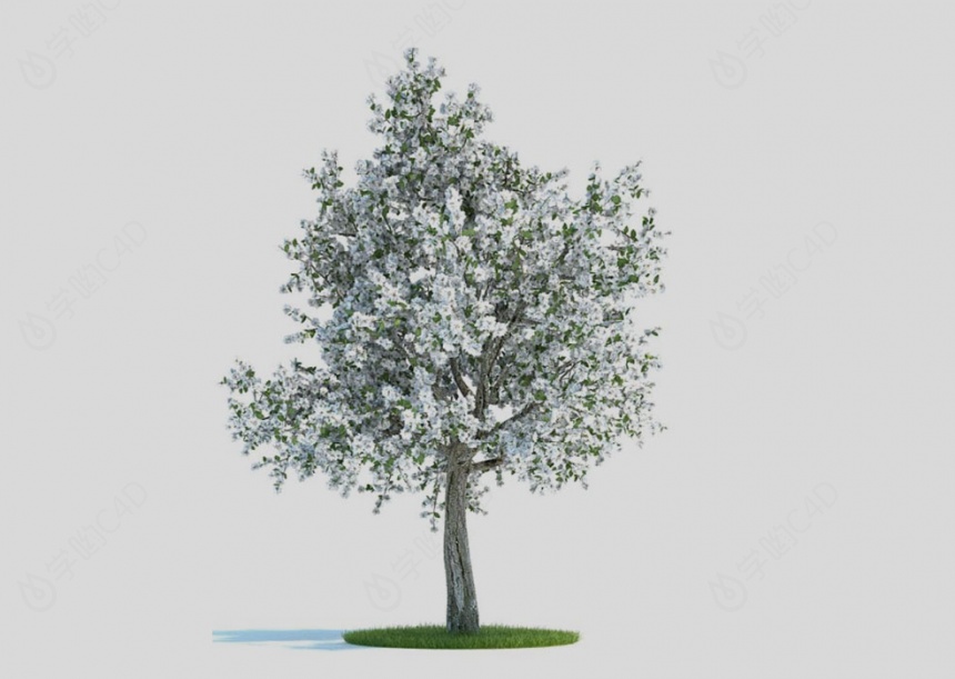 植物树木C4D模型