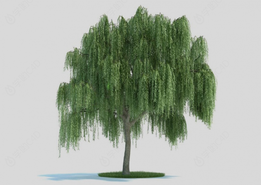 植物树木垂柳C4D模型