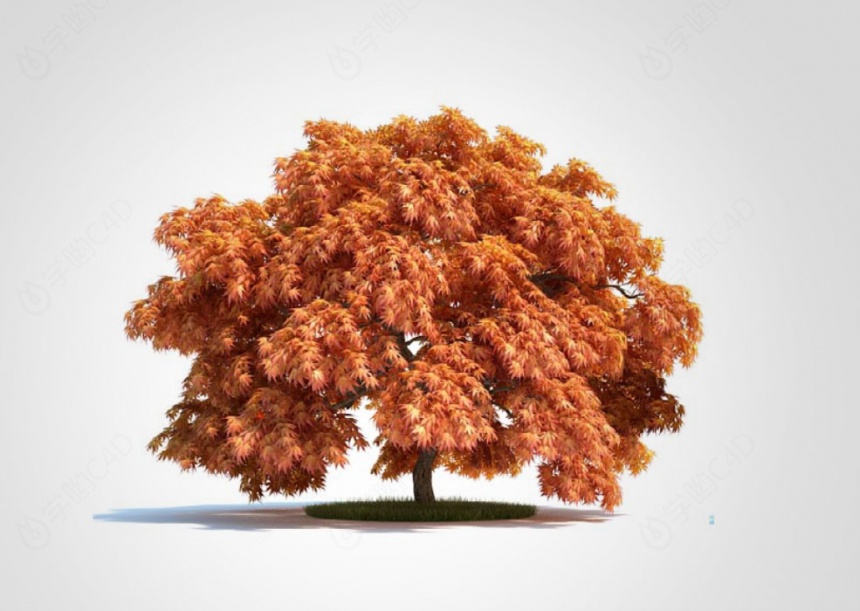 植物树木景观红叶槭羽扇槭树C4D模型
