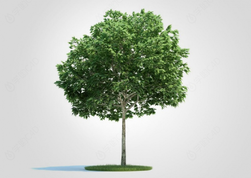 现代植物树木梧桐树C4D模型