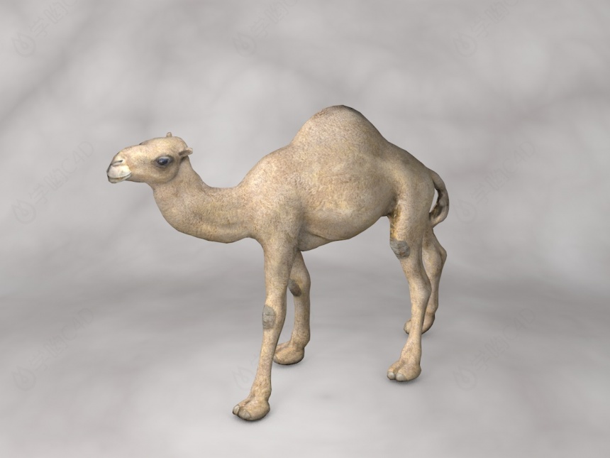 现代野生动物骆驼C4D模型