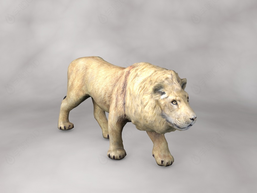 现代野生动物狮子C4D模型