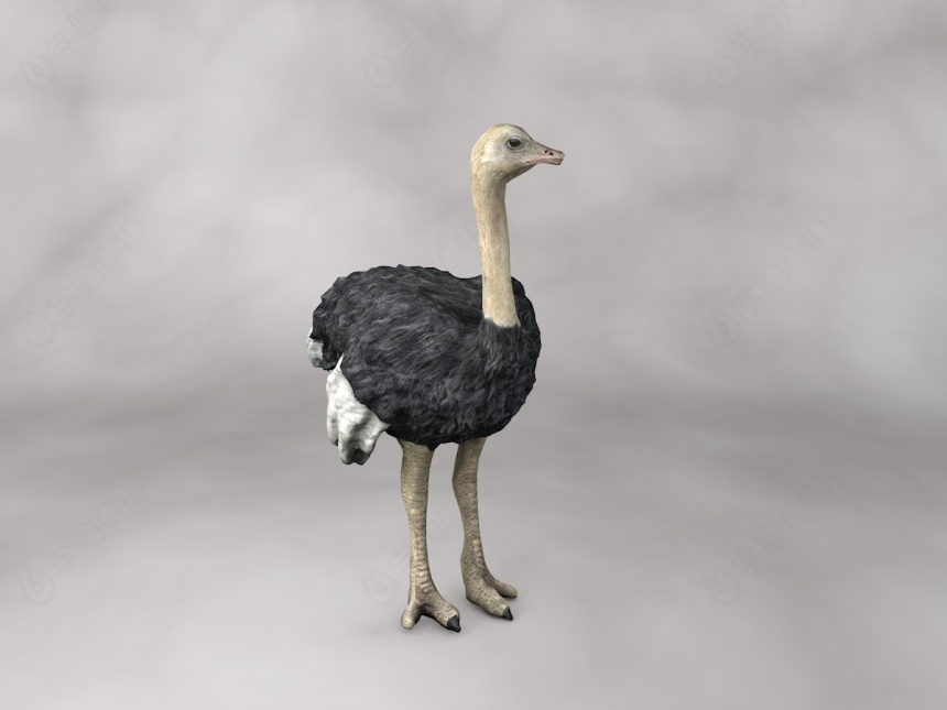 现代野生动物鸵鸟C4D模型