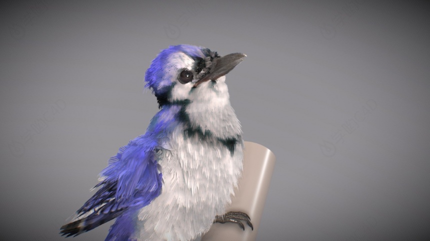 蓝色的鸟C4D模型