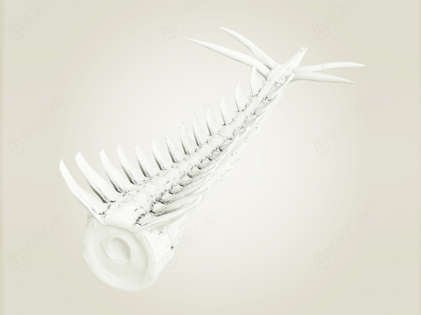 动物尾巴尾骨C4D模型