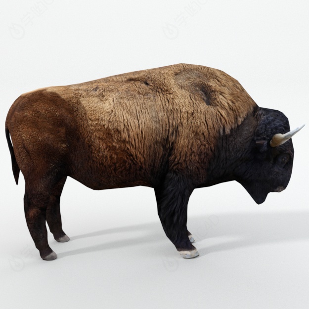 仿真卡通野生动物哺乳动物牦牛美洲野牛水牛C4D模型