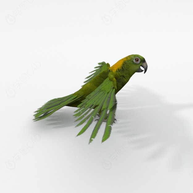 仿真卡通野生动物飞禽鸟类绿鹦鹉C4D模型