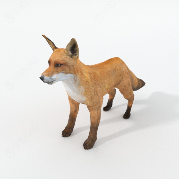 仿真卡通野生动物哺乳动物狐狸红狐C4D模型