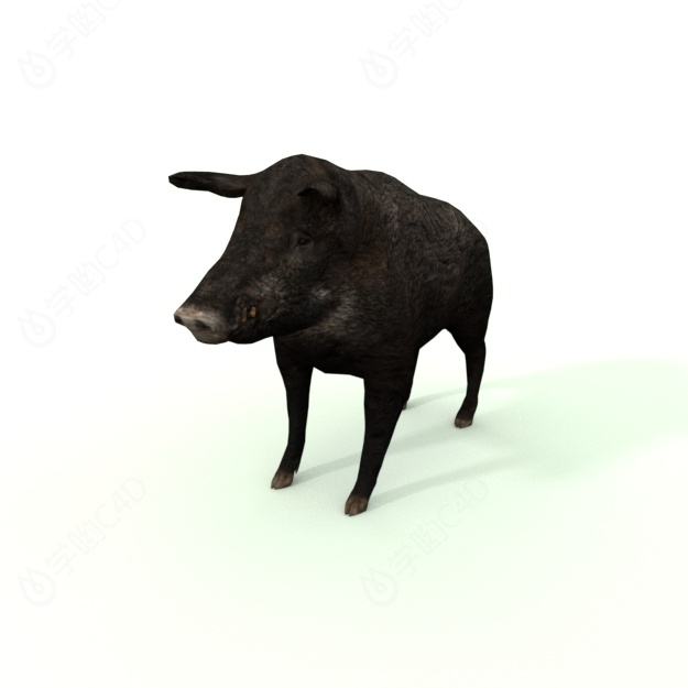 仿真卡通野生动物哺乳动物野猪山猪C4D模型
