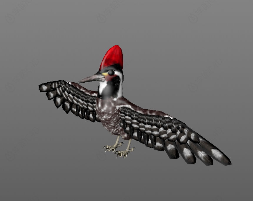 仿真卡通野生动物禽类鸟类啄木鸟C4D模型