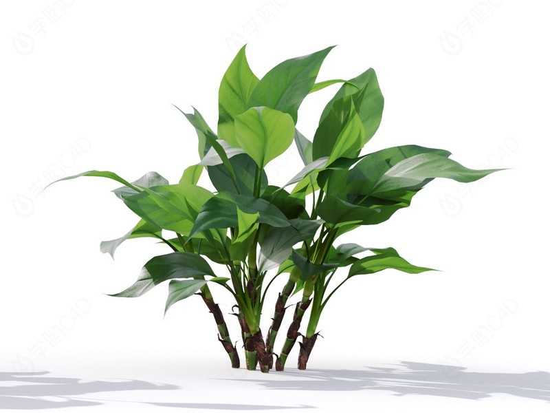 现代植物绿植热带植物大叶子家种树滴水观音C4D模型