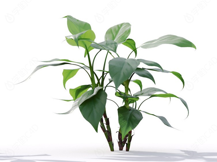 现代植物绿植热带植物大叶子家种树滴水观音C4D模型