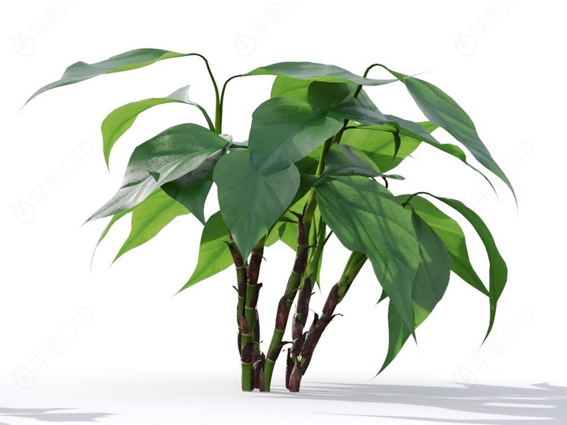 现代植物绿植热带植物大叶子家种树广东万年青C4D模型