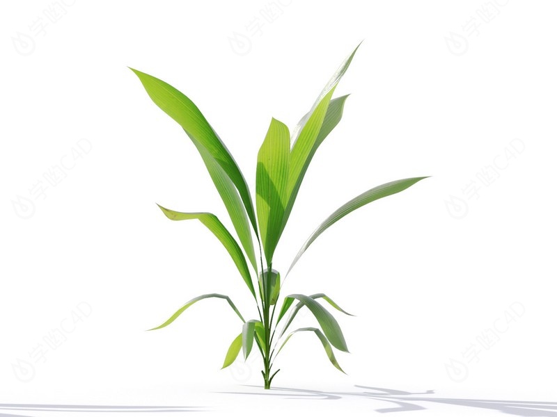 现代植物绿植热带植物大叶子家种树富贵竹玉米C4D模型