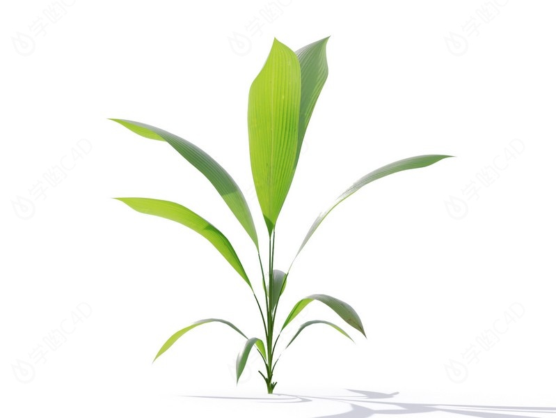 现代植物绿植热带植物大叶子家种树富贵竹玉米C4D模型
