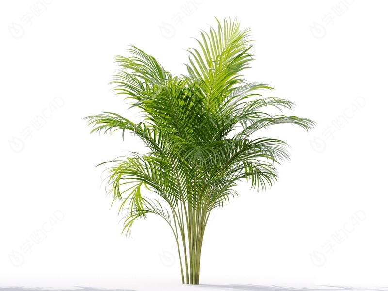 现代植物绿植热带植物家种树散尾葵C4D模型