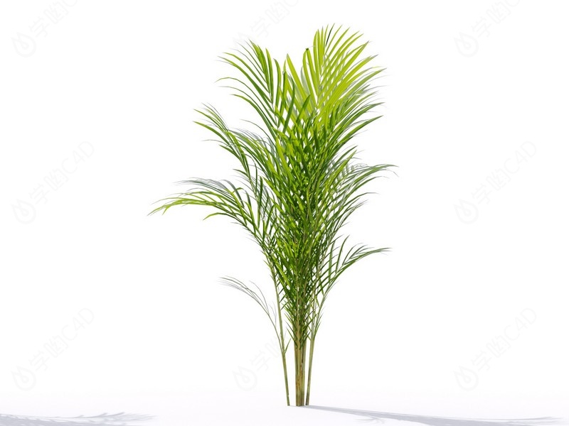 现代植物绿植热带植物家种树散尾葵C4D模型