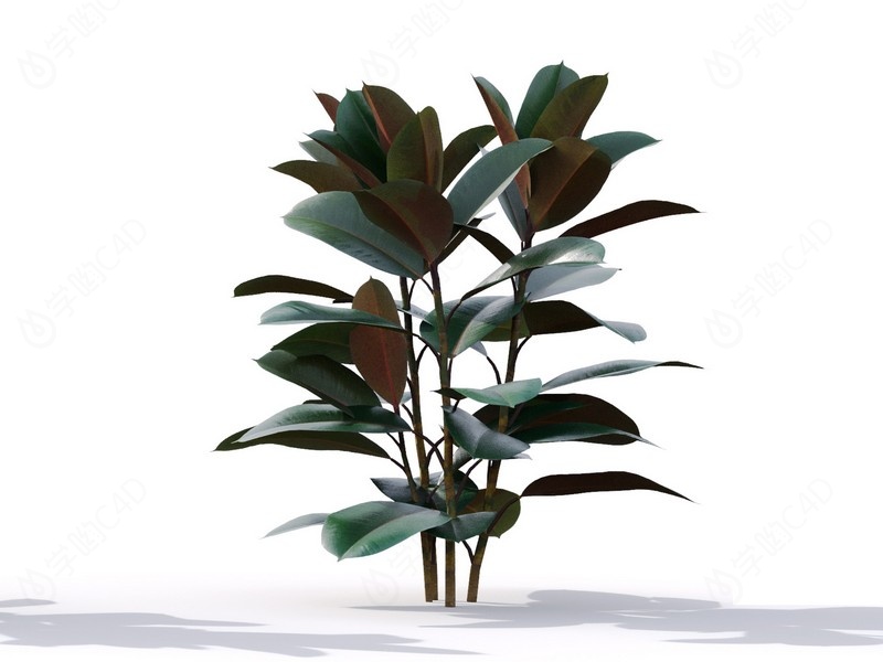 现代植物绿植热带植物家种树印度榕橡皮树榕树桑树C4D模型